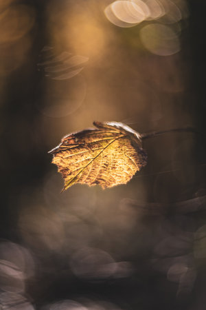 autumn leaves on a tree vintage rendering with helios lens