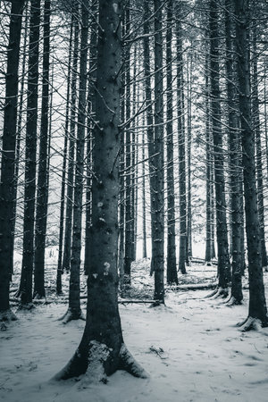 Trees in winter forest. Nature background. Noir et blanc.