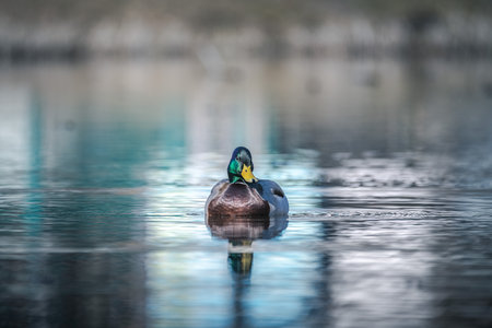 Mallard duck swimming in a lake with reflection in the waterの写真素材