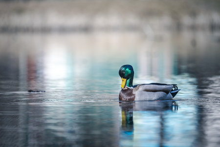Mallard duck swimming on a lake in winterの写真素材