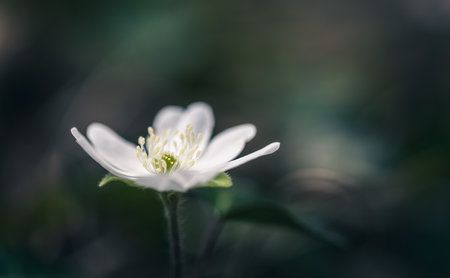 Anemone nemorosa, windflower, wood anemoneの写真素材