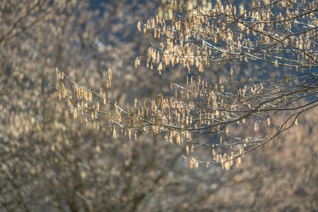 Hazel hazel catkins on a branch in the spring forest