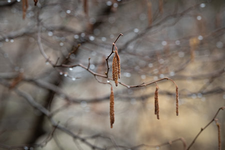 Hazel branches with catkins in the rainの写真素材