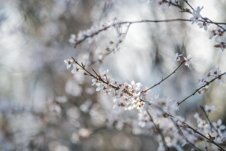 Beautiful pink cherry blossom tree in spring time, selective focusの写真素材