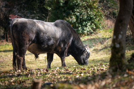 breeding bull on pasture on a cold winter dayの写真素材