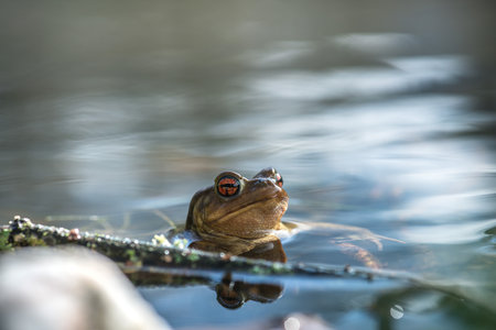 Frog in the water with bokeh on the background.の写真素材