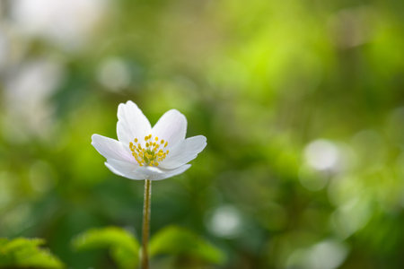 Anemone nemorosa, windflower, wood anemoneの写真素材