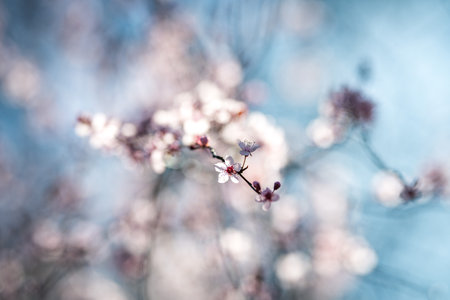 Beautiful pink cherry blossom tree in spring time, selective focusの写真素材