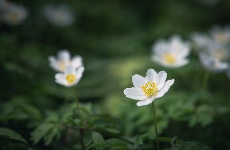 Anemone nemorosa, windflower, wood anemoneの写真素材