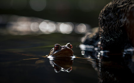 Frog in the water with bokeh on the background.の写真素材