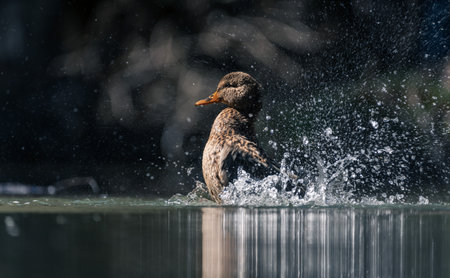 Female mallard duck splashing on the water.の写真素材
