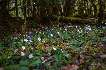 Anemone hepatica (Hepatica nobilis), liverwort, kidneywort, or pennywort in the forest. Spring time.の写真素材