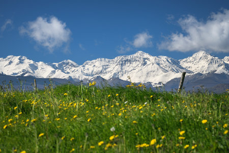 Green meadow with yellow flowers and snow capped mountains of the Pyrenees in the background