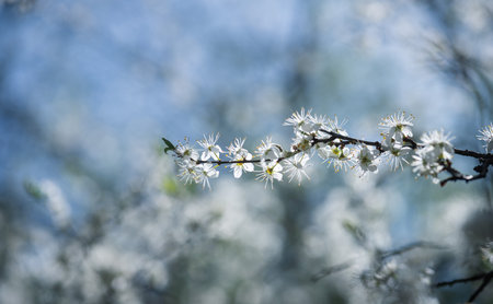 White flowers on the branches of a blossoming hawthorn tree in the springの写真素材