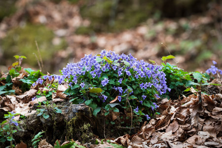 viola purple wildflowers on a tree stump in the forest in early spring
