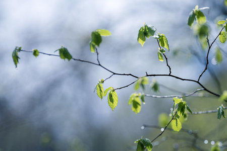 Young leaves on the branches of a tree in the spring forest.