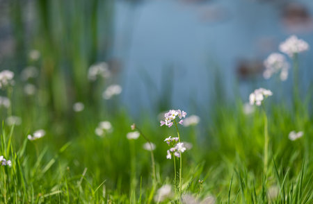 Small white flowers on a background of green grass and blue water.