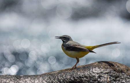 Yellow Wagtail (Motacilla wagtail) on a rock