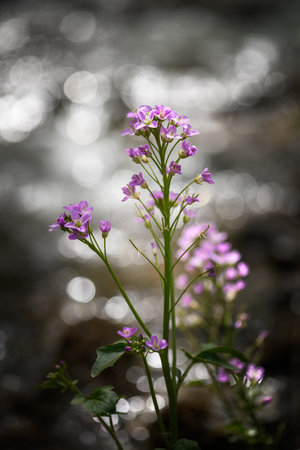Pink wildflower cuckoo flower or cardamine pratensis near the mountain steam
