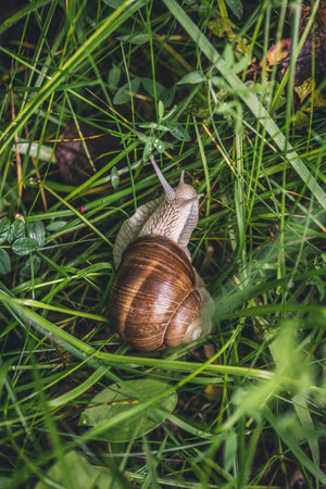 Snail crawling on the grass in the garden. Snail crawling on the green grass.の写真素材