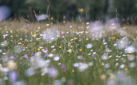 summer meadow with wildflowers, shallow depth of fieldの写真素材