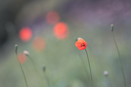 poppy flower in the meadow, soft focus and shallow DOFの写真素材