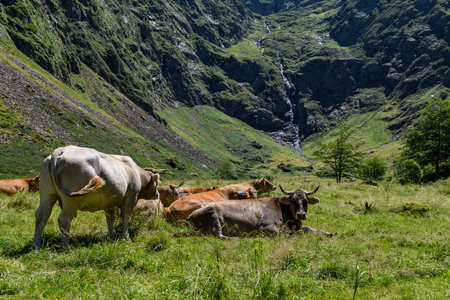 Cows grazing on the meadow in summer in the Pyrenees mountains in France.の写真素材