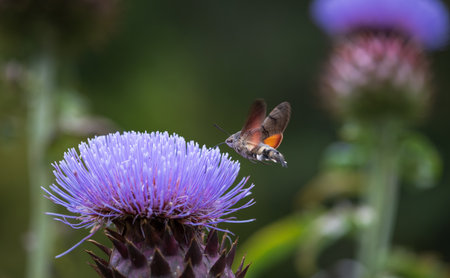 hummingbird hawk-moth feeding nectar from a purple flower of a thistleの写真素材