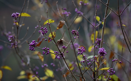 Purple berries of calicarpa in autumn under the rain