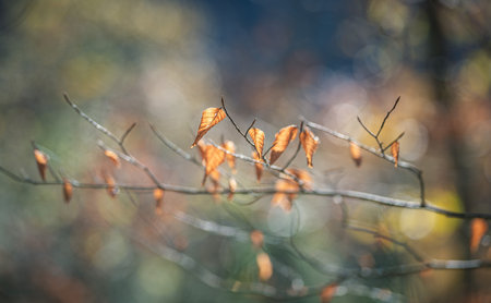 Autumn leaves on a branch in the forest, shallow depth of fieldの写真素材