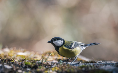 Great tit (Parus major), resting on a stone wallの写真素材