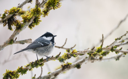 coal tit (Periparus ater) in winter, single bird perched on a branch, blur background, shallow depth of fieldの写真素材