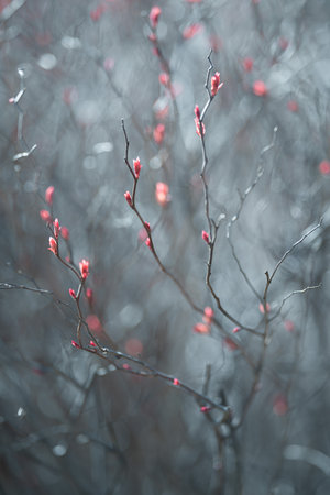 The first spring leaves on the branches of bushes. . Blur effect with shallow depth of field