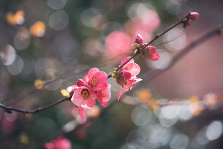 Japanese quince blossom in spring, soft focus, shallow DOFの写真素材