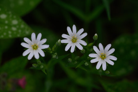 white flowers on a green background, macro photo, narrow focus area