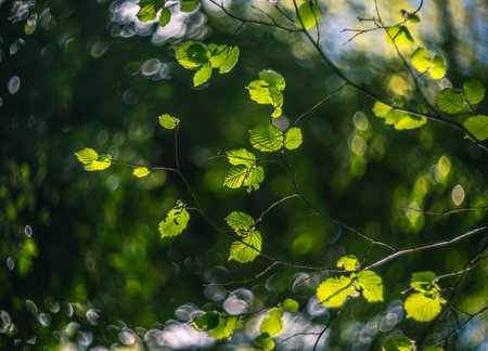 green leaves background in wet forest with sun rays and blur bokeh, vintage lens rendering
