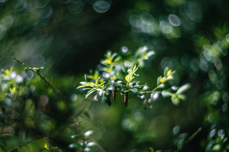 Close up of green leaves of boxwood, shallow depth of field, and blur bokeh effect with vintage lens