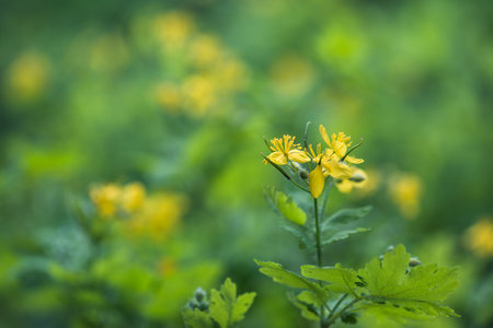 Yellow flowers of greater celandine (Chelidonium majus), blurred background. Shallow depth of field.の写真素材