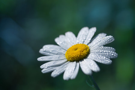 Chamomile flower with dew drops on petals.の写真素材