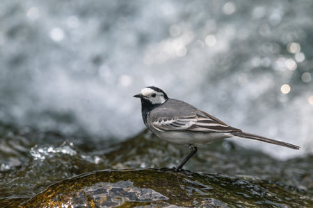 White wagtail, Motacilla alba, single bird by water