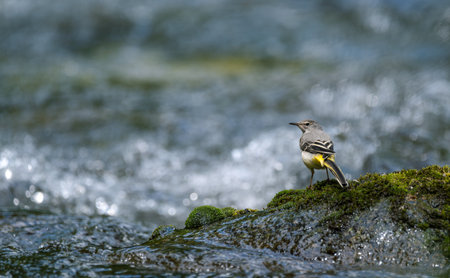 Yellow wagtail on a rock in a stream with blurred backgroundの写真素材