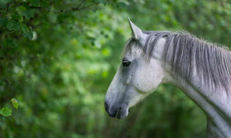 Beautiful white horse portrait in the forest. Selective focus.の写真素材