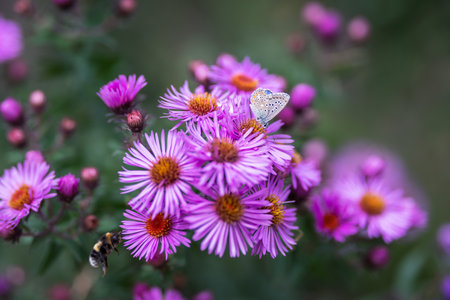 Pink aster flower with a blue butterfly on it. Selective focus with shallow depth of field.の写真素材