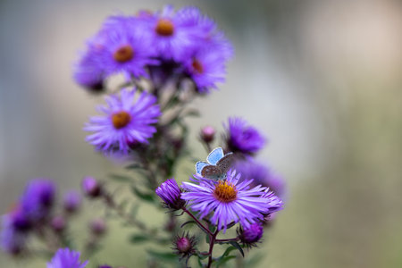 Blue butterfly on a purple aster flowers in the garden, shallow depth of field.の写真素材