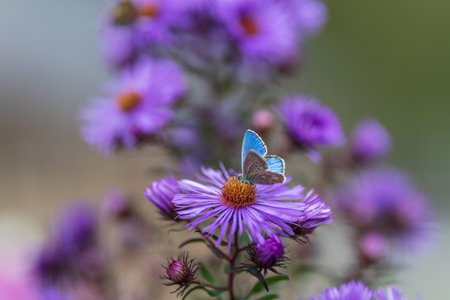 Blue butterfly on a purple aster flowers in the garden, shallow depth of field.の写真素材