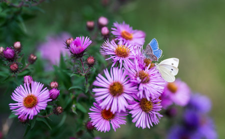 Pink aster flower with butterflies on it. Selective focus with shallow depth of field.の写真素材