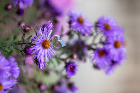Blue butterfly on a purple aster flowers in the garden, shallow depth of field.の写真素材