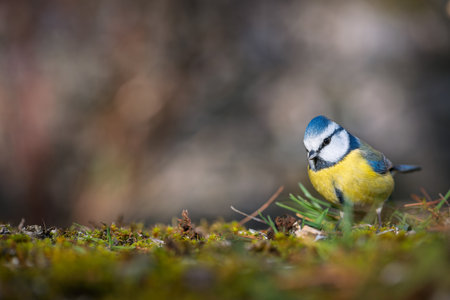 Bird (blue tit) resting on the ground. Close-up detail photoの写真素材