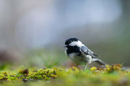 Single bird Coal tit) resting on the ground. Close-up view. Blur background with shallow depth of field.の写真素材