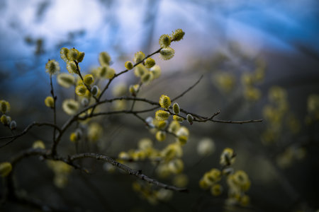 Willow branches with buds in the early spring. Shallow depth of field.